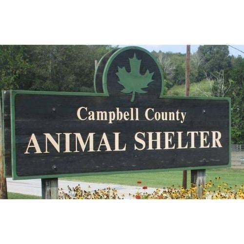 commercial  heating and cooling _campbell county animal shelter_tom rechtin heating and air